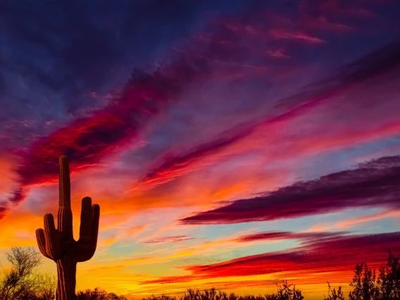 Saguaro at sunset