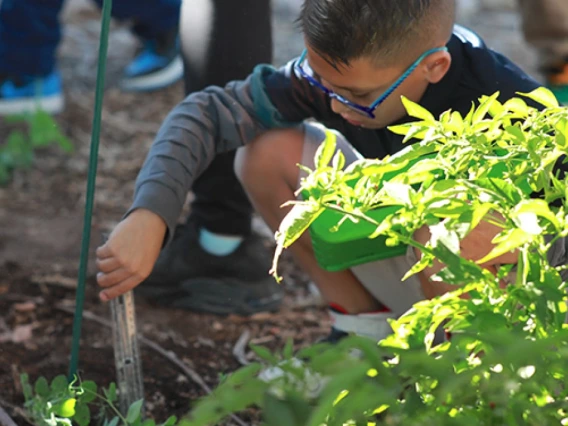 A student works in a garden at Manzo Elementary School in Tucson.