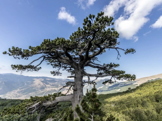 Bosnian pine overlooking the hills of Pollino National Park in Italy