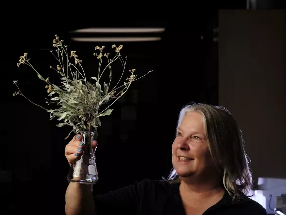 Kim Ogden holds up guayule branches