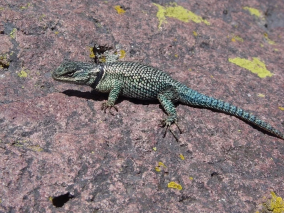 The Yarrow&#039;s spiny lizard