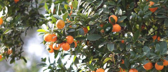 An orange tree with lots of fruit growing