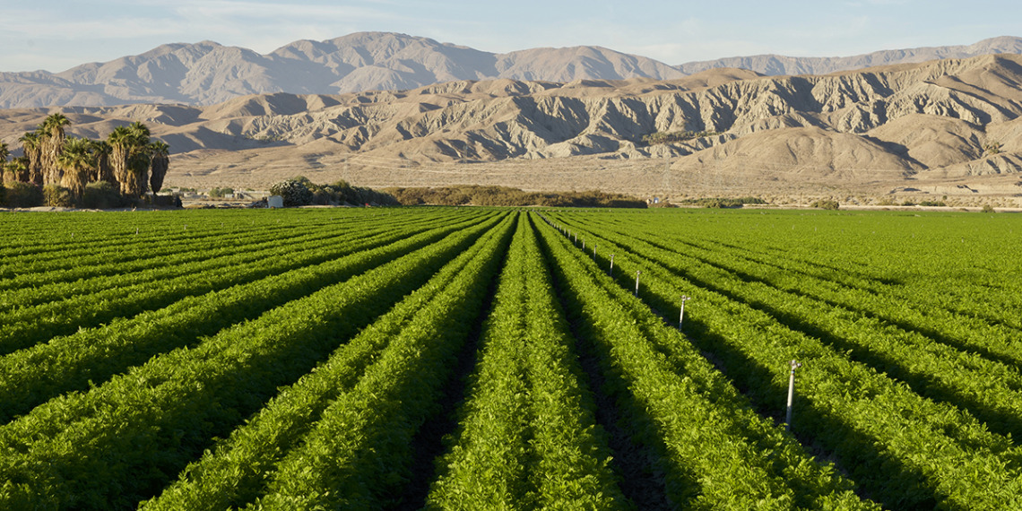 Rows of crops being grown with Arizona mountains as a backdrop