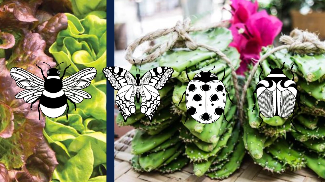 A photo of lettuce and prickly pear cacti overlayed by illustrated images of insects