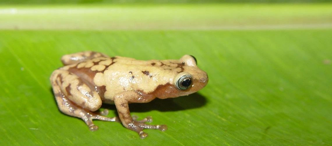 frog on leaf