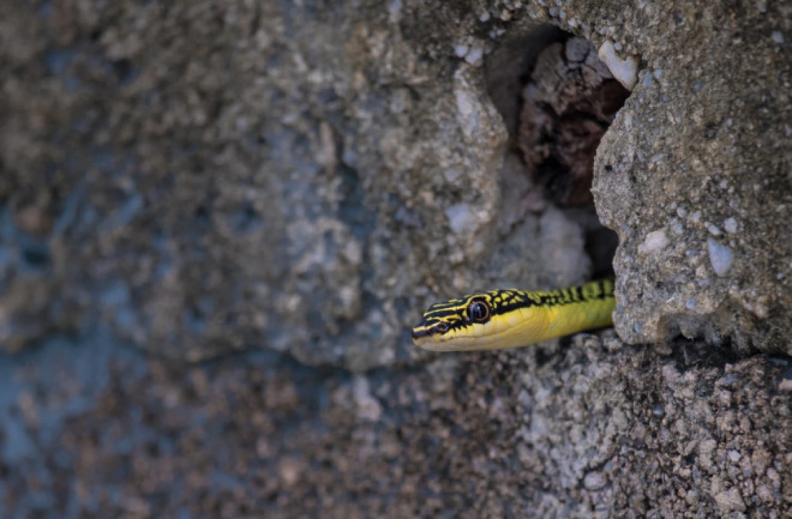 A snake sticking its head out of rocks.