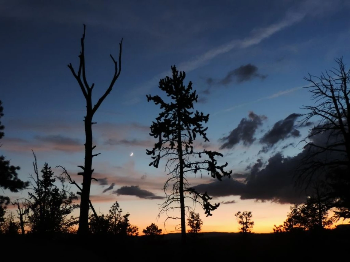 Image of desiccating ponderosa pine trees against a sunset sky