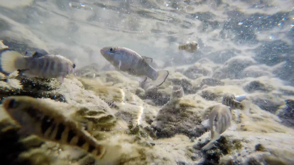 Cottonball Marsh Pupfish.