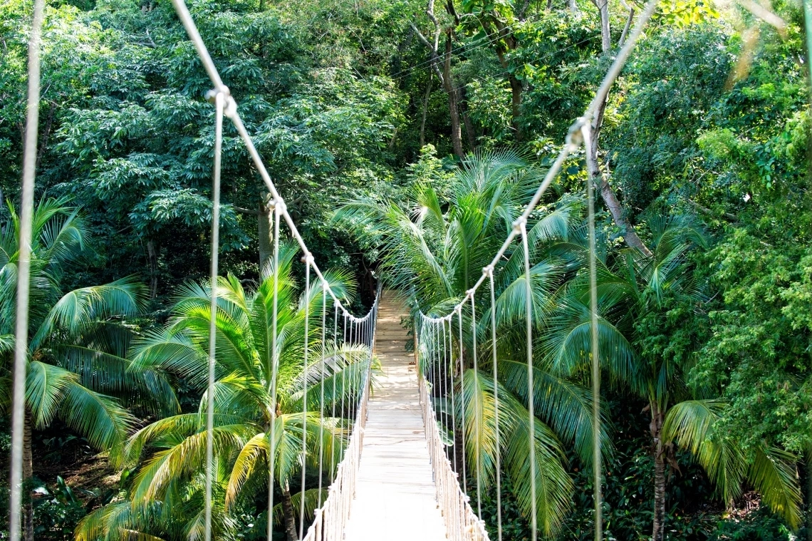 Bridge in rainforest