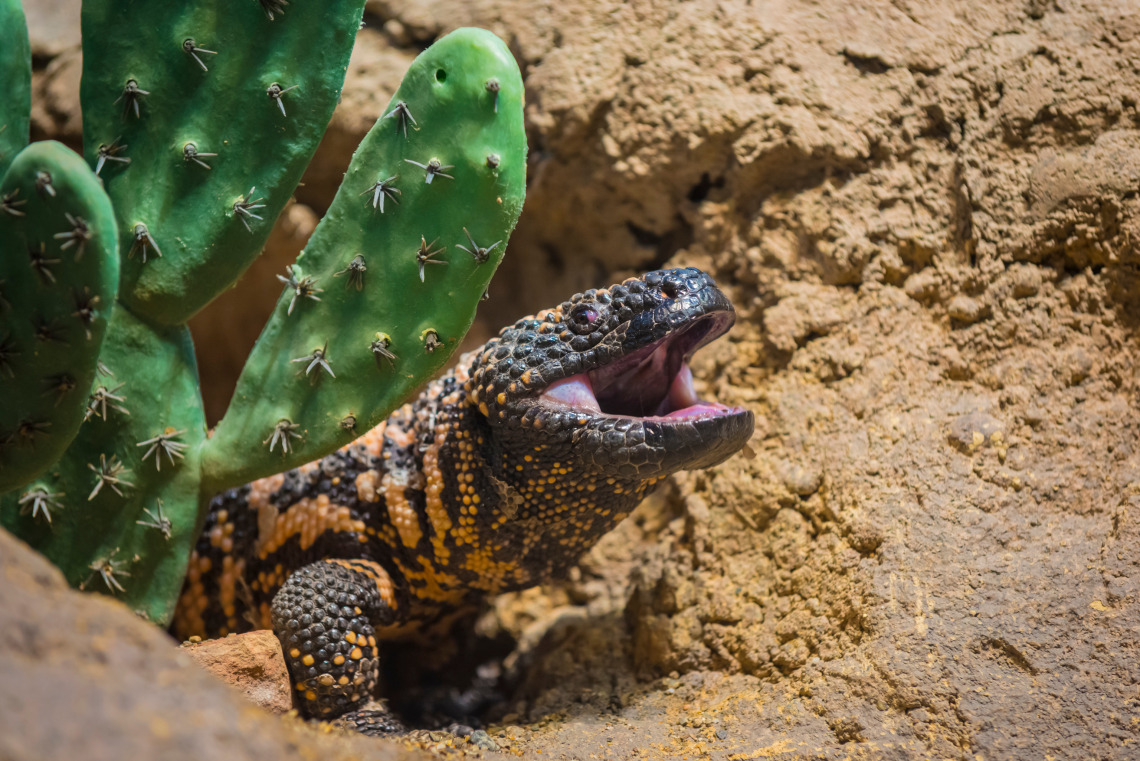 Gila monster on the ground with a cactus