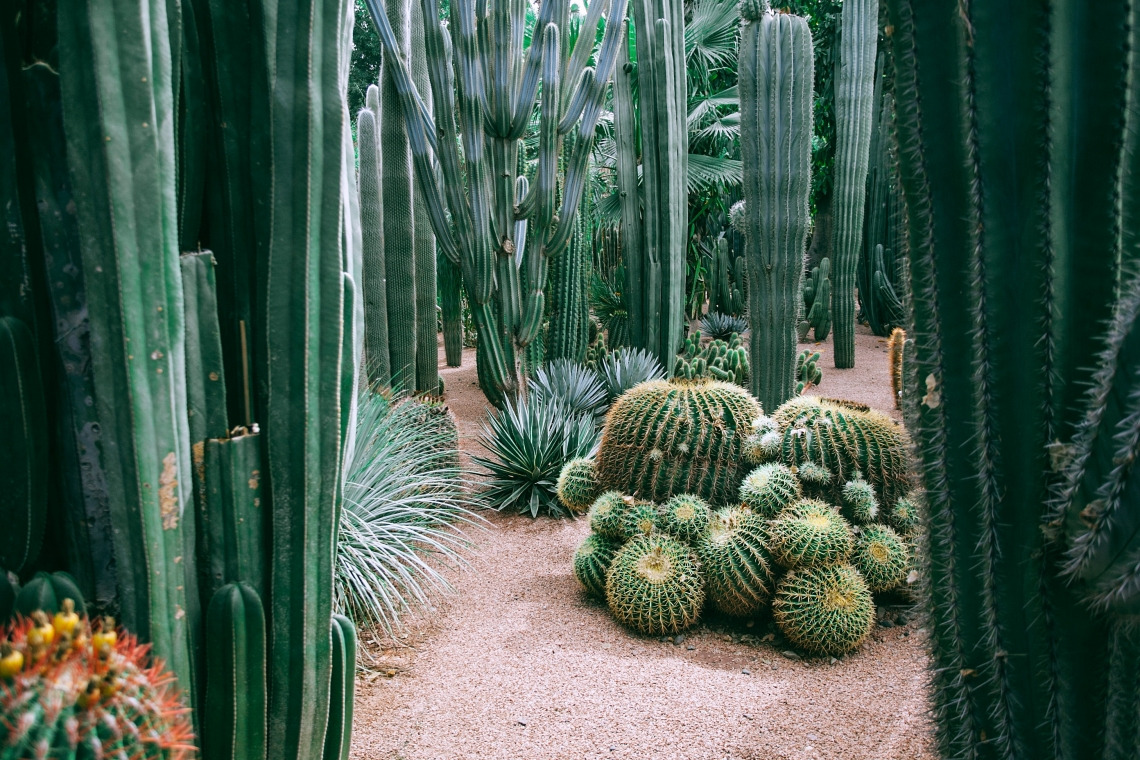 Desert cacti