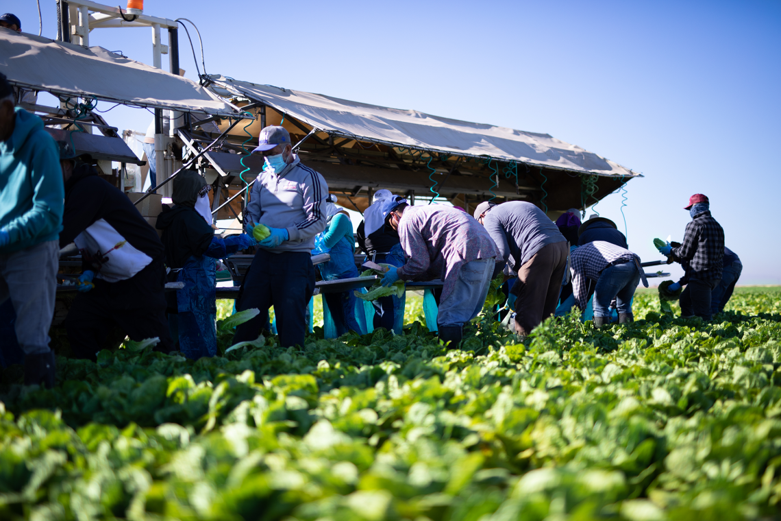 Farm workers in a field