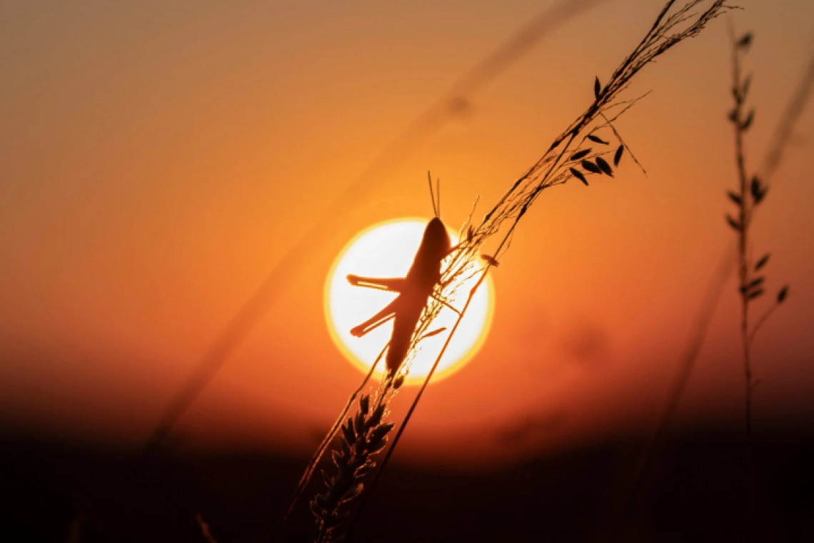 Grasshopper eclipsing the sun