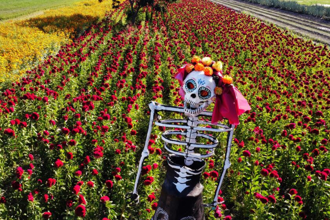 Skeleton in field of flowers