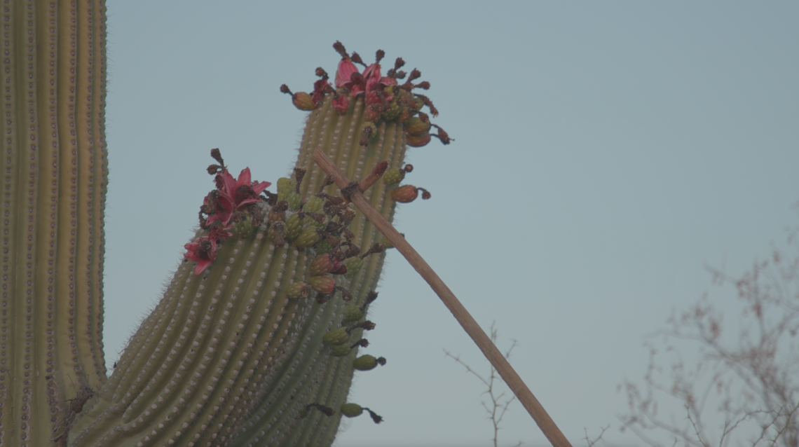 Saguaro cactus in evening
