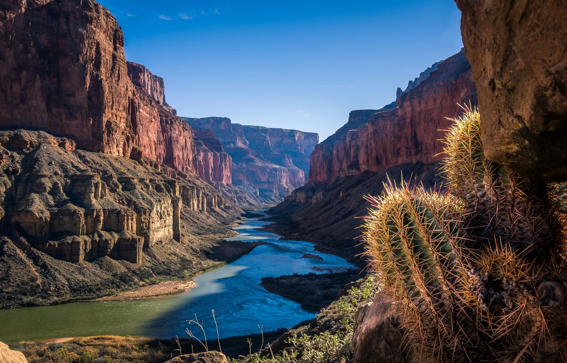 Colorado river running through canyon with cacti in the foreground