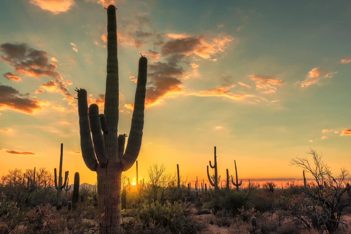 Silhouette of a saguaro cactus at sunset.