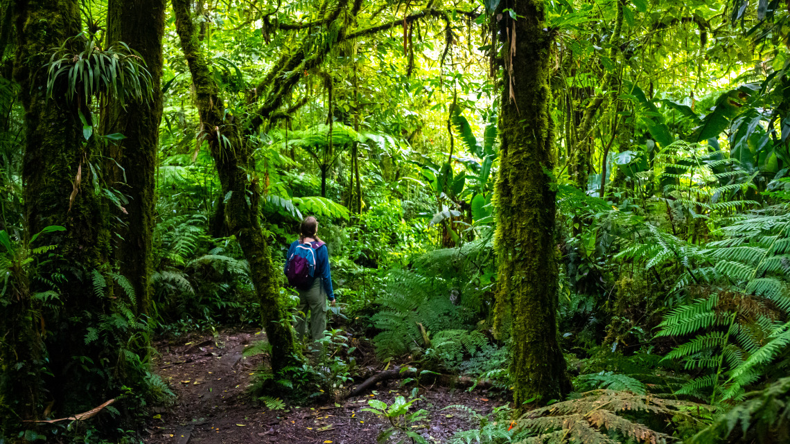 A girl looks into a dense rainforest.