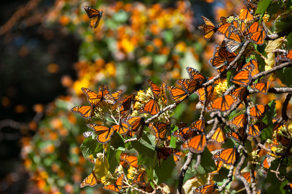 Monarch butterflies