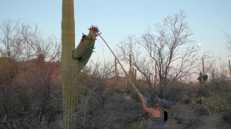 Jacelle Ramon-Sauberan harvesting saguaro