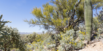 A picture of a young saguaro cactus surrounded by other desert foliage