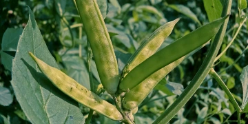 A guar plant