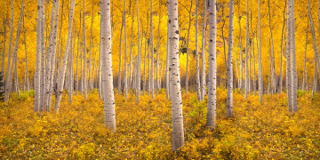 Birch trees surrounded by yellow leaves