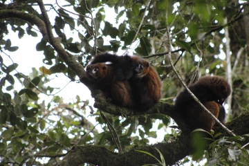 lemurs