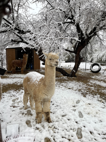 An alpaca stands in a snowy yard.