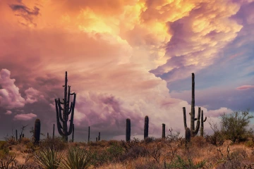 Monsoon in the Sonoran Desert