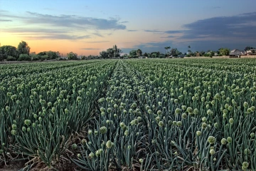 Onion field in Arizona