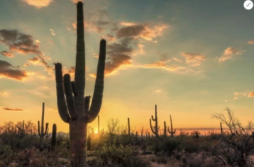 Saguaro cactus in evening