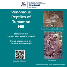 Venomous Reptiles of Tumamoc Hill graphic